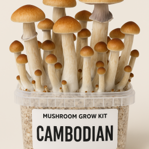 Buy Cambodian Mushroom Grow Kit
