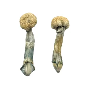 Buy Albino Treasure Coast Mushrooms