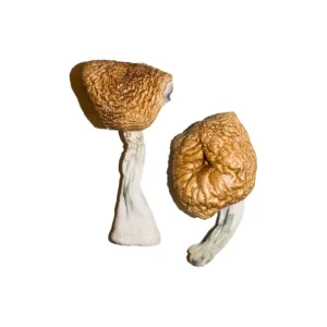 Buy Burmese Mushrooms Online