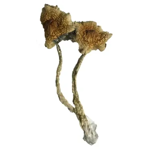 Buy Cambodian Mushrooms Online