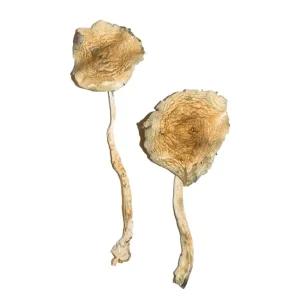 Buy Cuban Magic Mushrooms