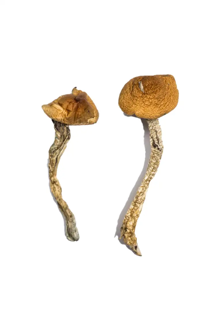 Buy Daddy Long Legs Mushrooms