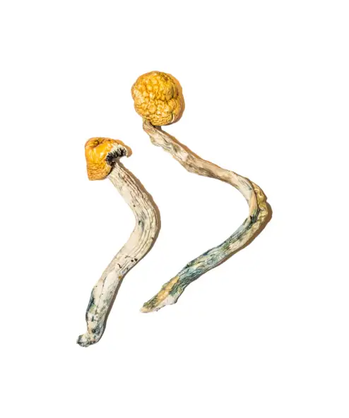 Buy Ecuadorian Mushroom online