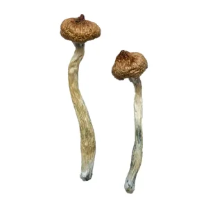 Buy escondido mushrooms