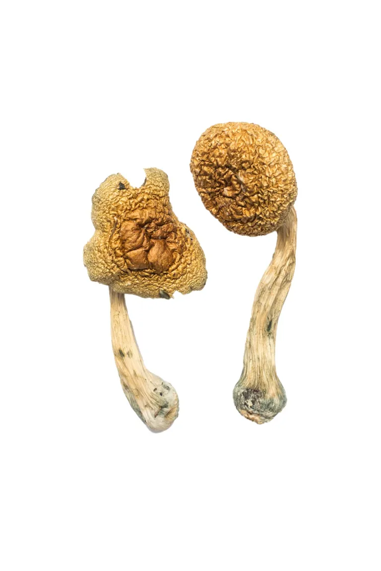 Buy Golden Mammoth Mushroom