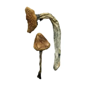 buy jedi mindfuck mushrooms