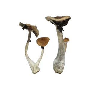 Buy Koh Samui Magic Mushrooms