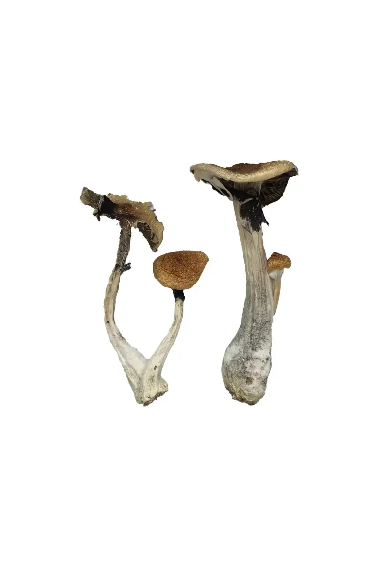 Buy Koh Samui Magic Mushrooms