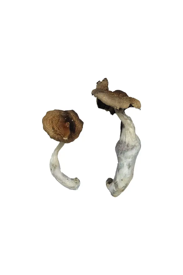 Koh Samui Magic Mushrooms - Image 2