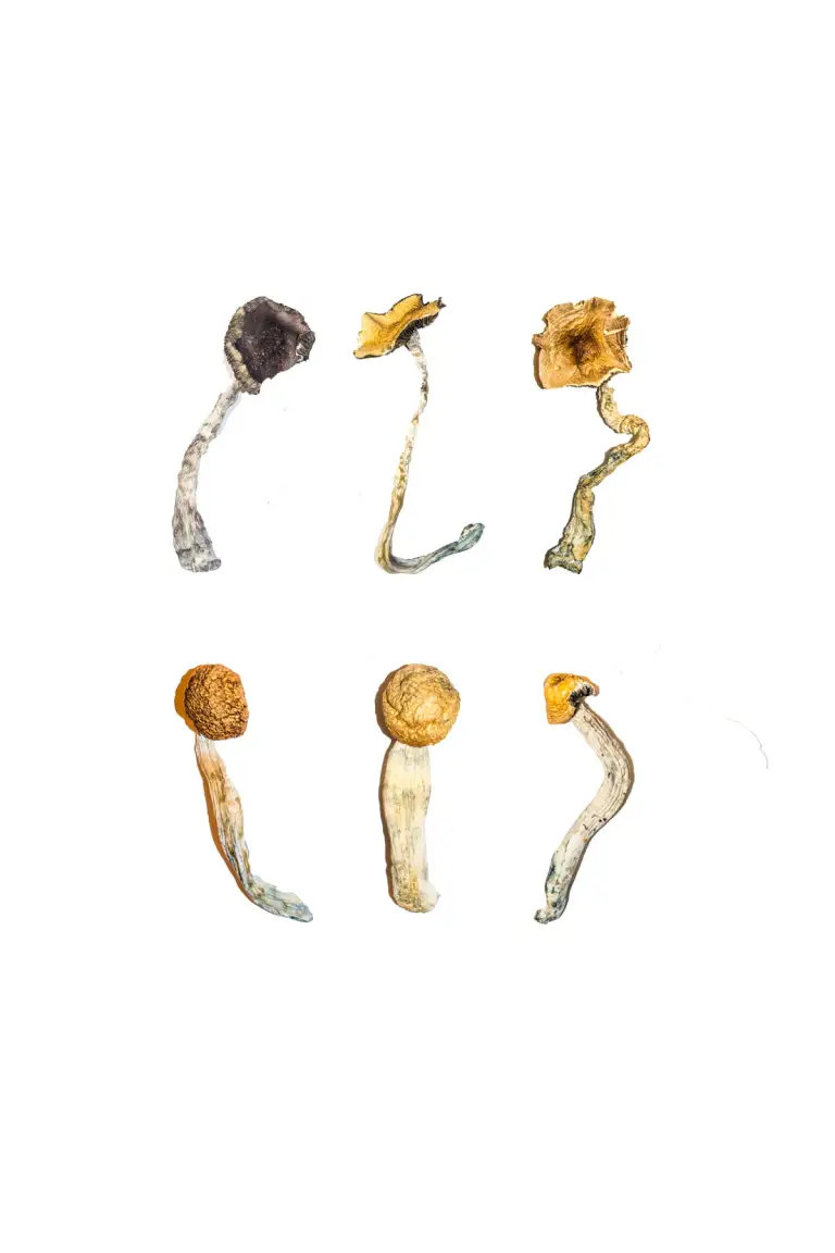 Buy Magic Mushroom Sampler Kit