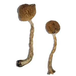 malabar coast mushroom for sale
