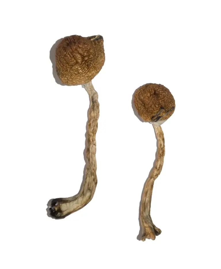 malabar coast mushroom for sale