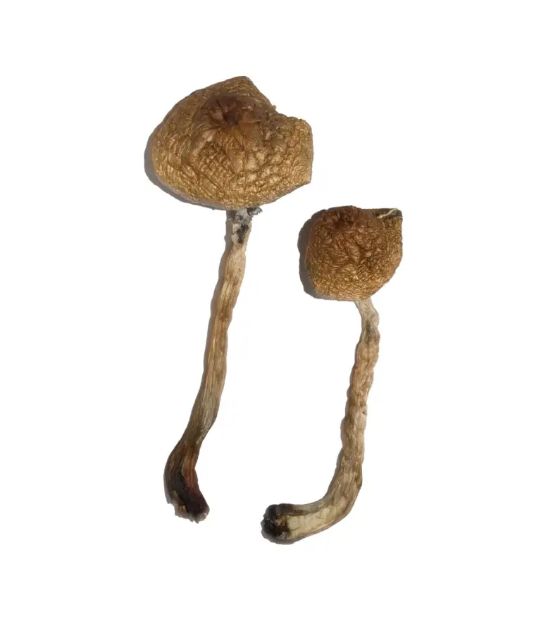 Malabar Magic Mushrooms - Image 2
