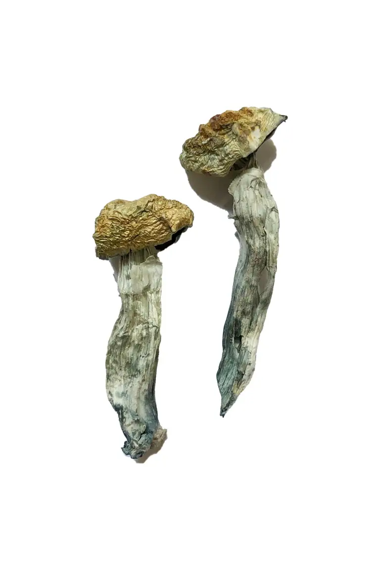 buy mazatapec mushrooms