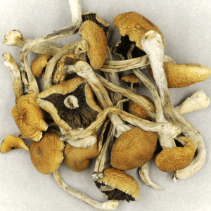 Buy Brazilian Mushrooms Online