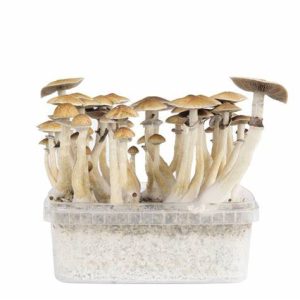 Buy Mexican Mushroom Grow Kit
