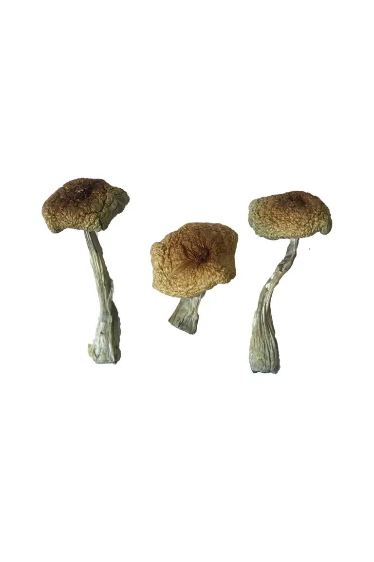 Premium Psilocybe Aztecorum Magic Mushrooms - Image 2