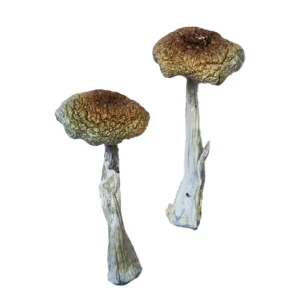 Aztec Mushrooms for Sale