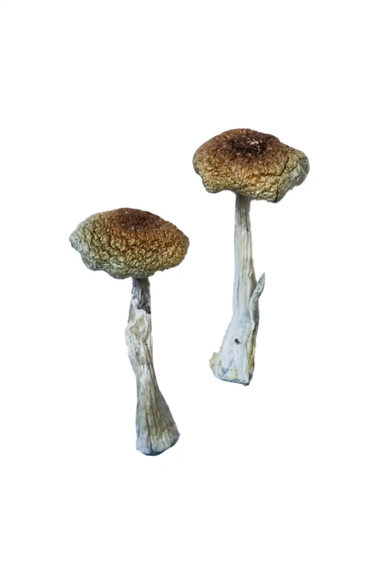 Aztec Mushrooms for Sale