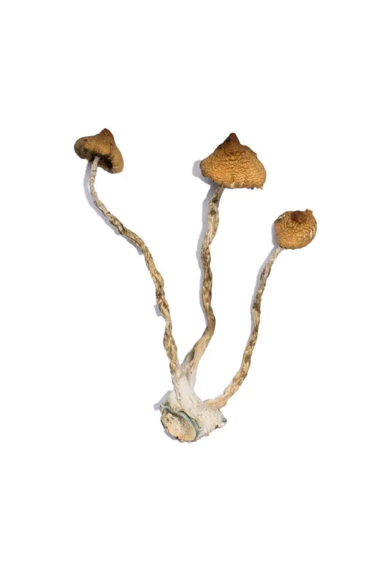 Buy Syzygy Magic Mushrooms Online
