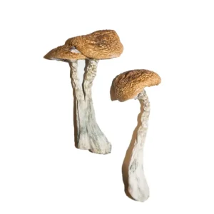 Buy Wavy Cap Mushrooms Online