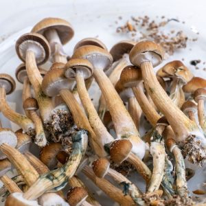 Buy Mazatapec Mushroom Grow Kit
