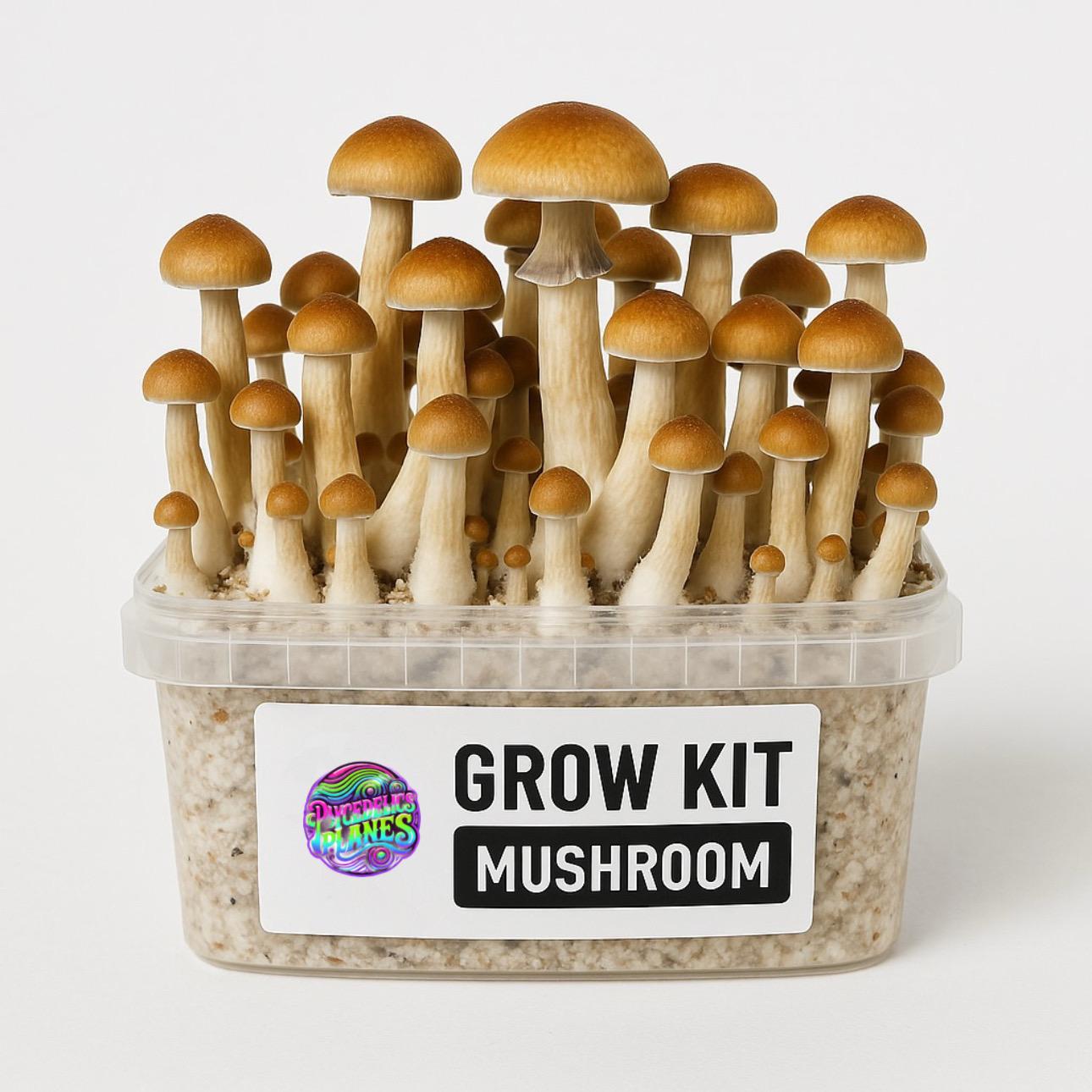 Buy Colombian Mushroom Grow Kit