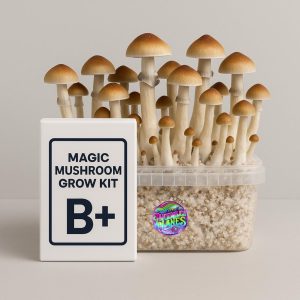 Buy B+ Magic Mushroom Grow Kit