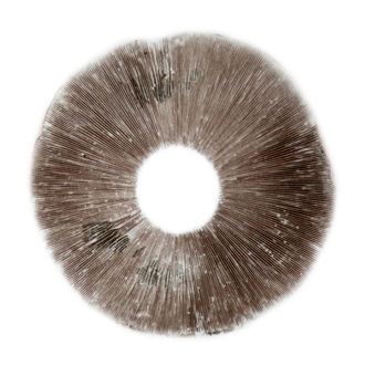 buy Psilocybe Cubensis spores